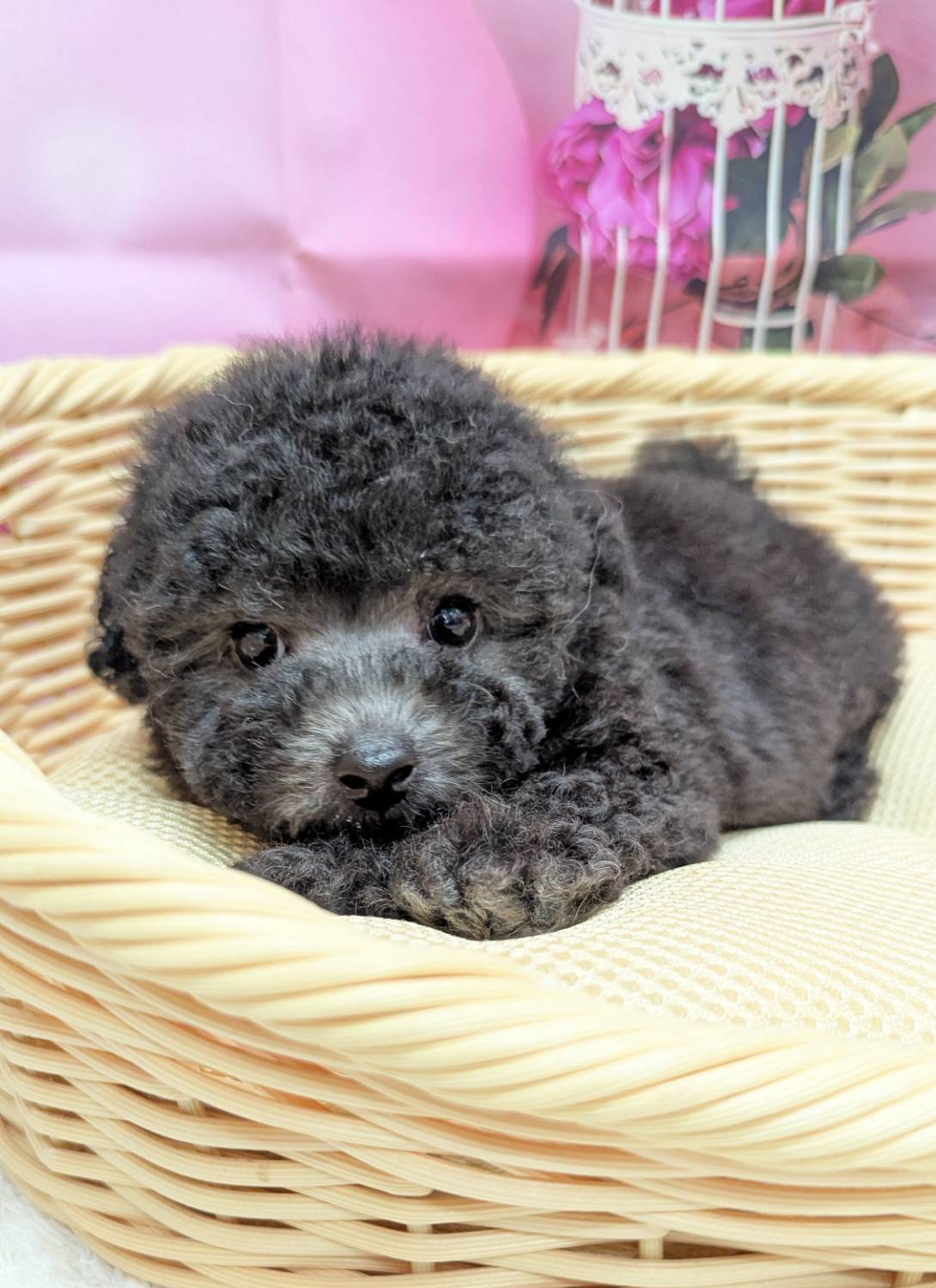 岡山県のトイプードル(トイ) (ペッツワンFC津山店/2026年1月16日生まれ/女の子/グレー)の子犬