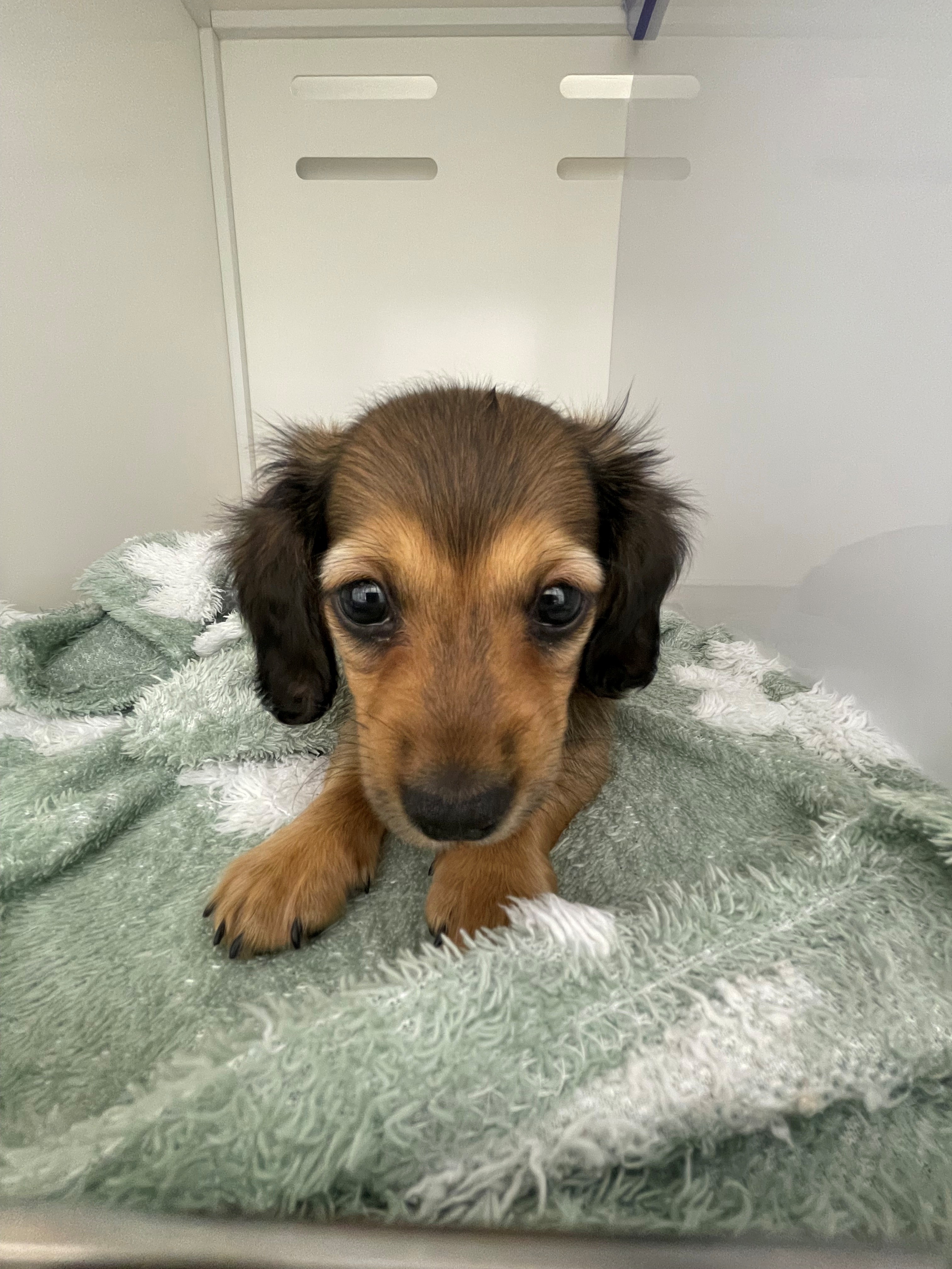 ミニチュアダックスフンド(ロング)(レッド(赤)系)の子犬を価格や特徴で