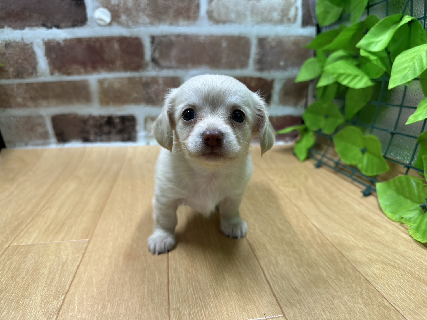 福島県のハーフ犬・ミックス犬 (ペッツワン白河モール店/2026年4月3日生まれ/女の子/クリーム)の子犬
