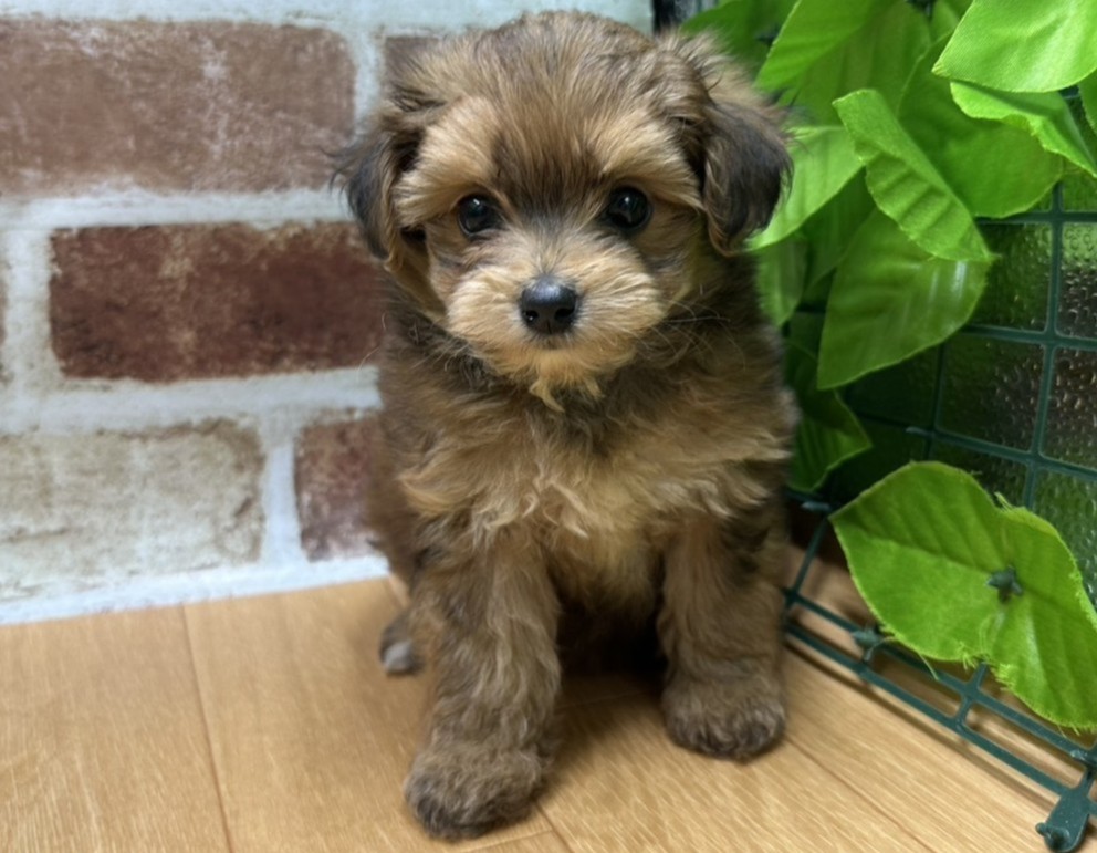 福島県のハーフ犬・ミックス犬 (ペッツワン会津若松店/2026年4月4日生まれ/女の子/レッド)の子犬
