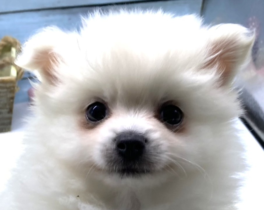 静岡県のハーフ犬・ミックス犬 (ペッツワン藤枝店/2026年4月5日生まれ/男の子/その他色)の子犬