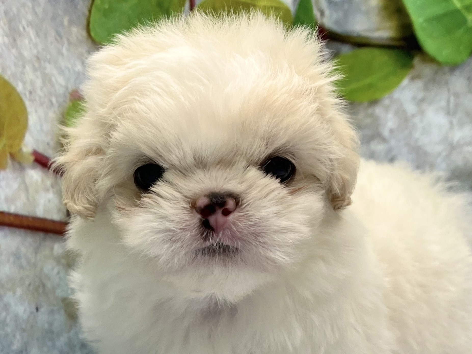 埼玉県のハーフ犬・ミックス犬 (ペッツワン北本店/2026年3月27日生まれ/男の子/クリーム)の子犬の1枚目の画像