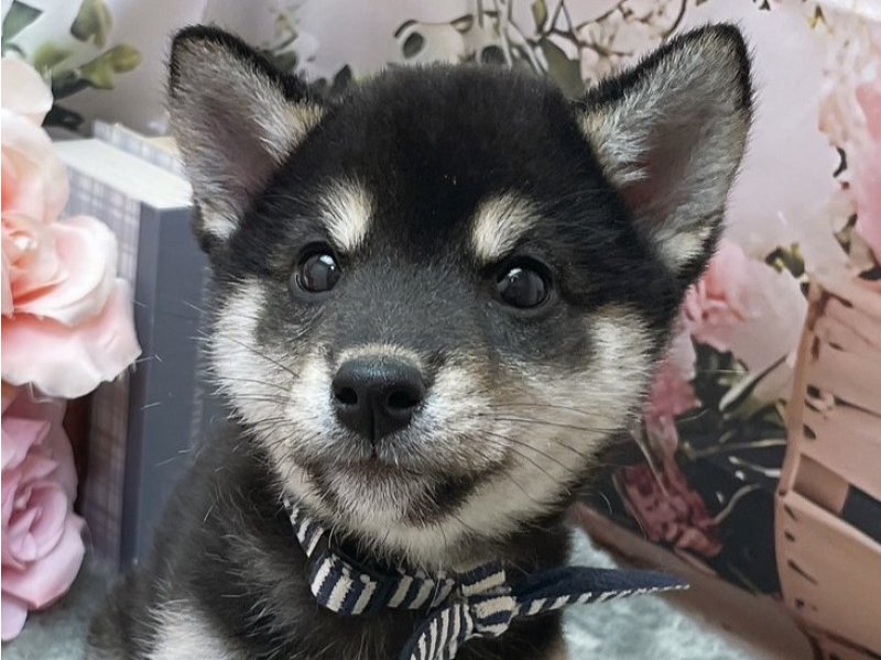 愛知県の柴犬(標準サイズ) (ペッツワン豊田四郷店/2026年3月13日生まれ/男の子/黒)の子犬の1枚目の画像