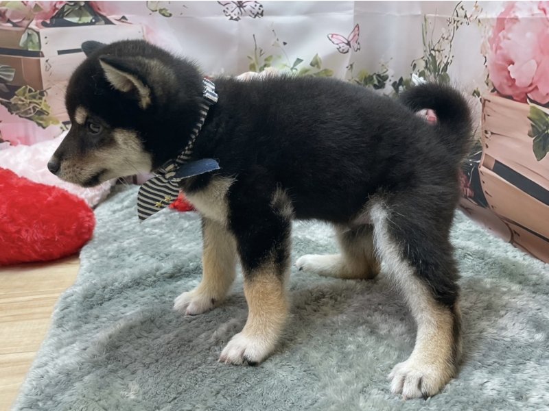 愛知県の柴犬(標準サイズ) (ペッツワン豊田四郷店/2026年3月13日生まれ/男の子/黒)の子犬の3枚目の画像