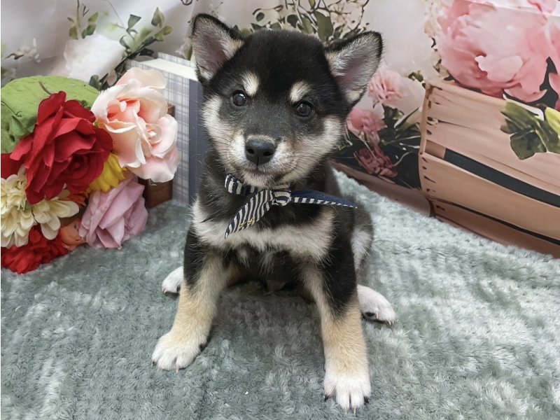 愛知県の柴犬(標準サイズ) (ペッツワン豊田四郷店/2026年3月13日生まれ/男の子/黒)の子犬の2枚目の画像