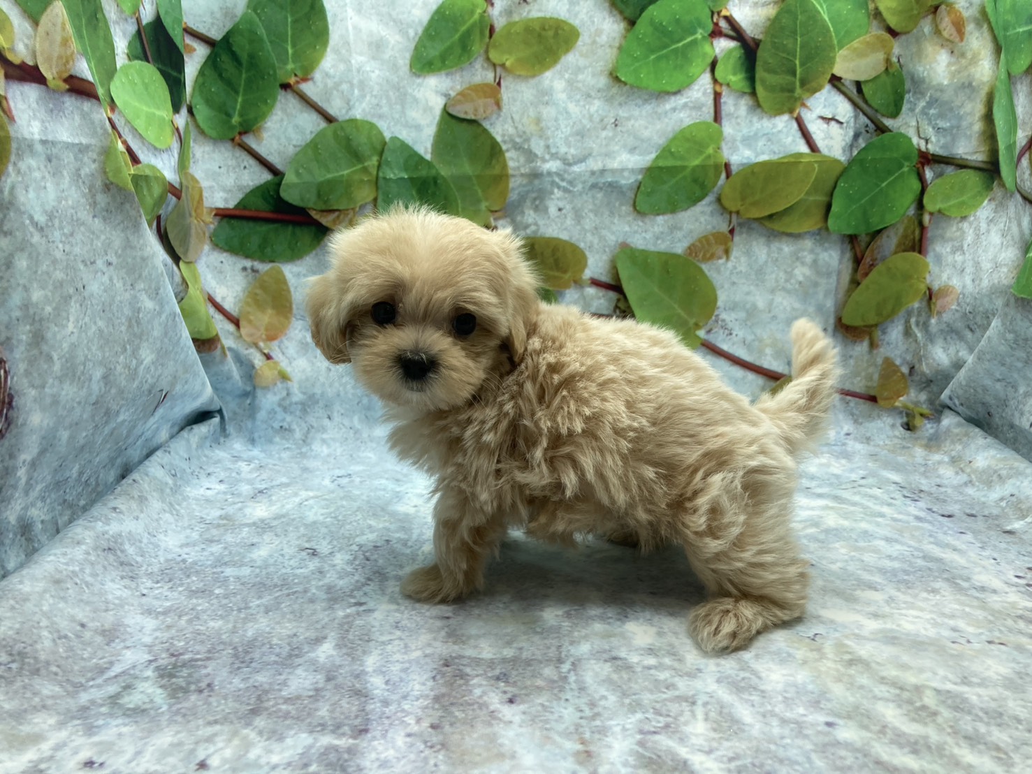 埼玉県のハーフ犬・ミックス犬 (ペッツワン北本店/2026年4月3日生まれ/男の子/アプリコット)の子犬の3枚目の画像