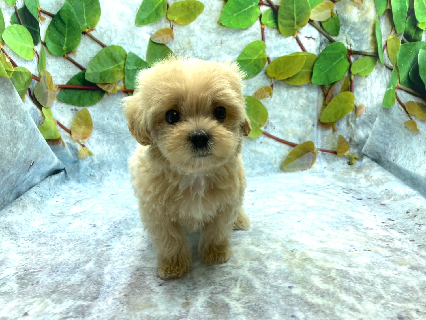 埼玉県のハーフ犬・ミックス犬 (ペッツワン北本店/2026年4月3日生まれ/男の子/アプリコット)の子犬の2枚目の画像