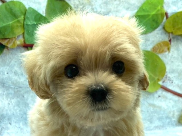 埼玉県のハーフ犬・ミックス犬 (ペッツワン北本店/2026年4月3日生まれ/男の子/アプリコット)の子犬の1枚目の画像