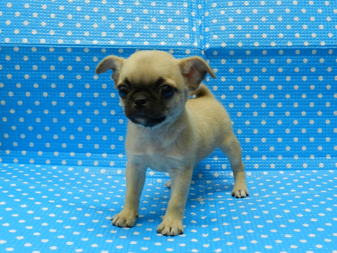 静岡県のハーフ犬・ミックス犬 (ペッツワン御殿場店/2026年4月5日生まれ/男の子/フォーン)の子犬