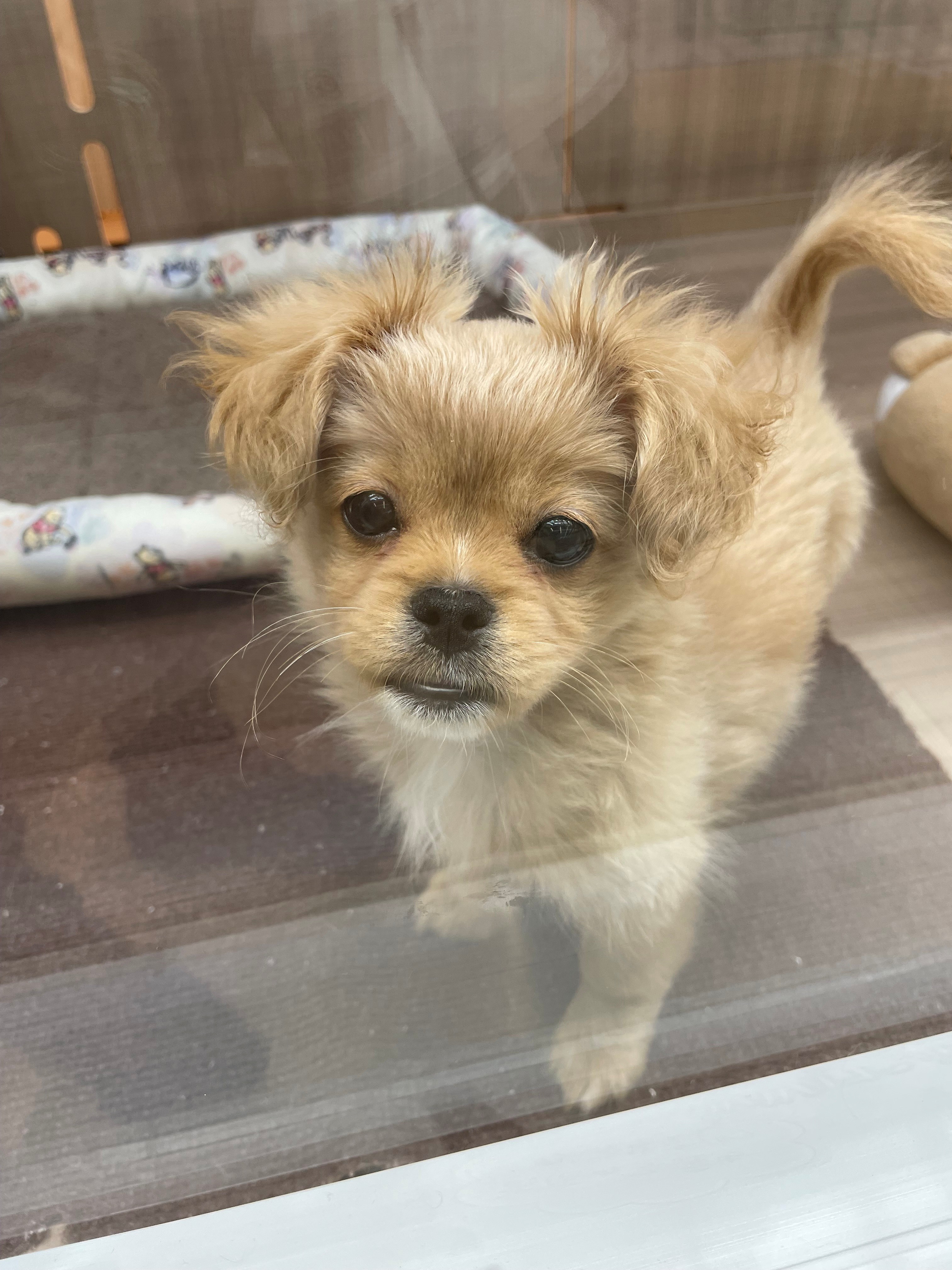 岐阜県のハーフ犬・ミックス犬 (ペッツワン可児店/2026年2月27日生まれ/男の子/クリーム)の子犬の2枚目の画像
