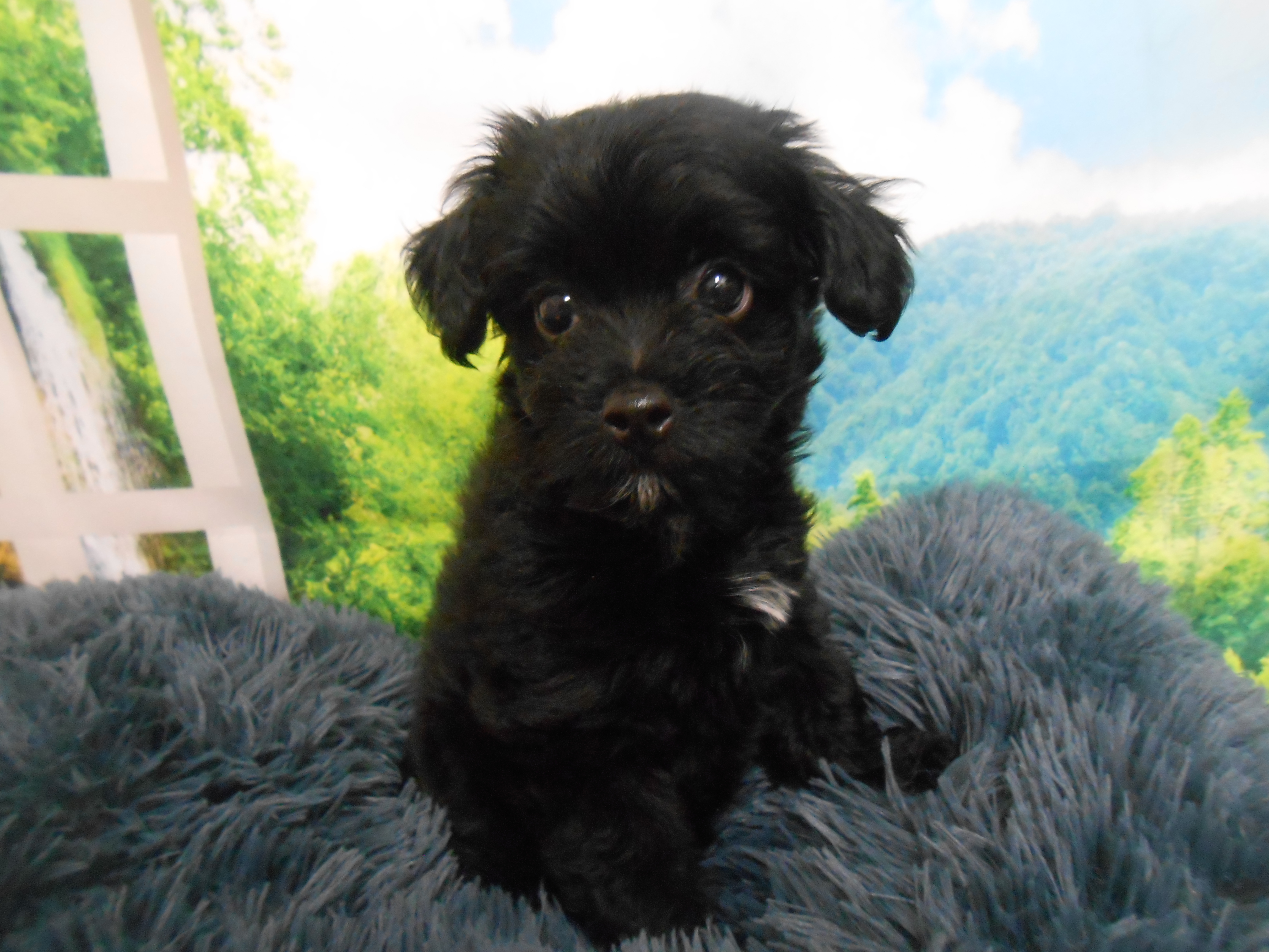 愛知県のハーフ犬・ミックス犬 (ペッツワン半田店/2026年3月30日生まれ/女の子/ブラック)の子犬