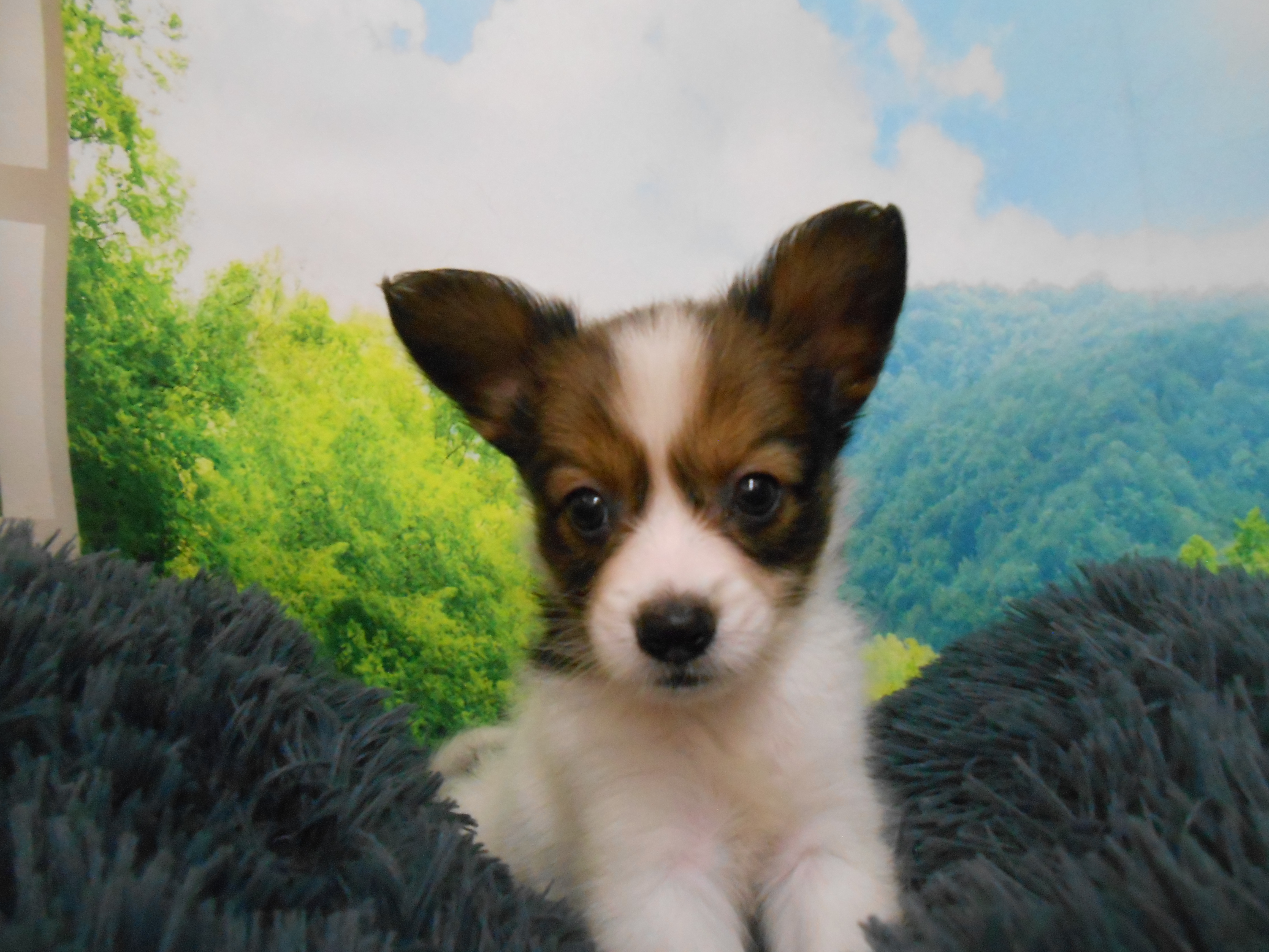 愛知県のパピヨン (ペッツワン半田店/2023年3月31日生まれ/男の子/レッドホワイト)の子犬