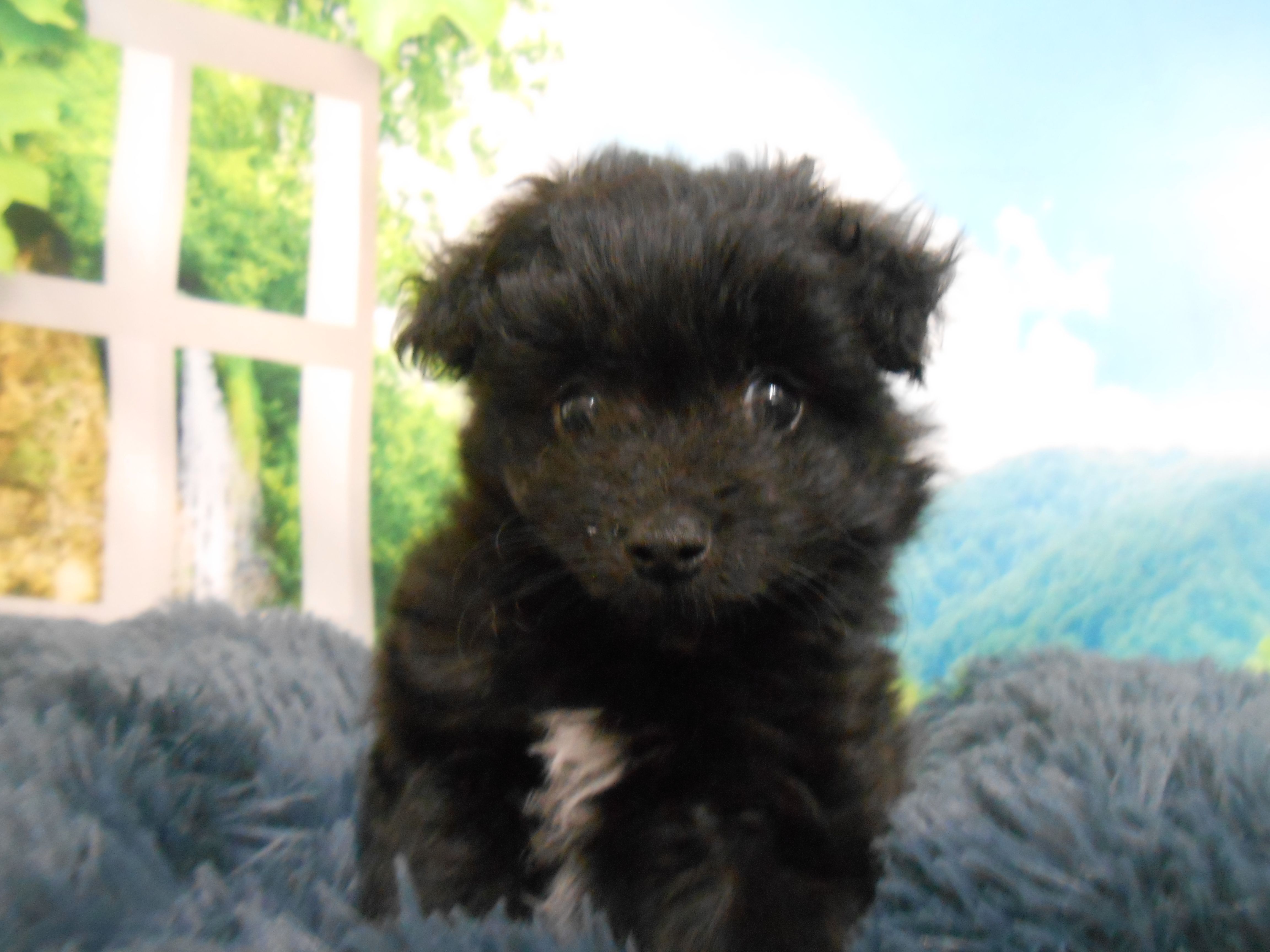 愛知県のハーフ犬・ミックス犬 (ペッツワン半田店/2026年4月4日生まれ/男の子/ブラック)の子犬