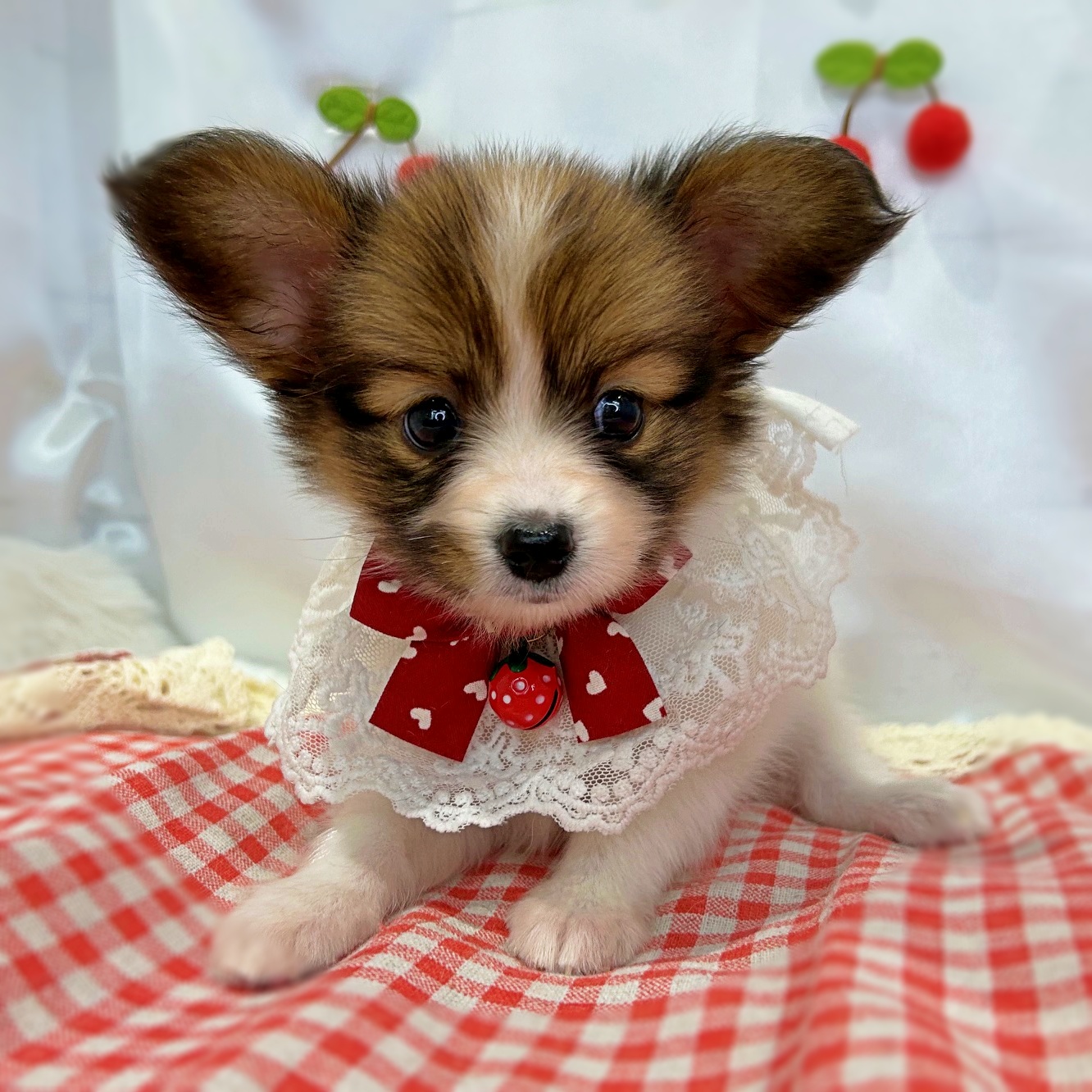 滋賀県のパピヨン (ペッツワン堅田店/2026年4月7日生まれ/女の子/ホワイトレッド)の子犬の2枚目の画像