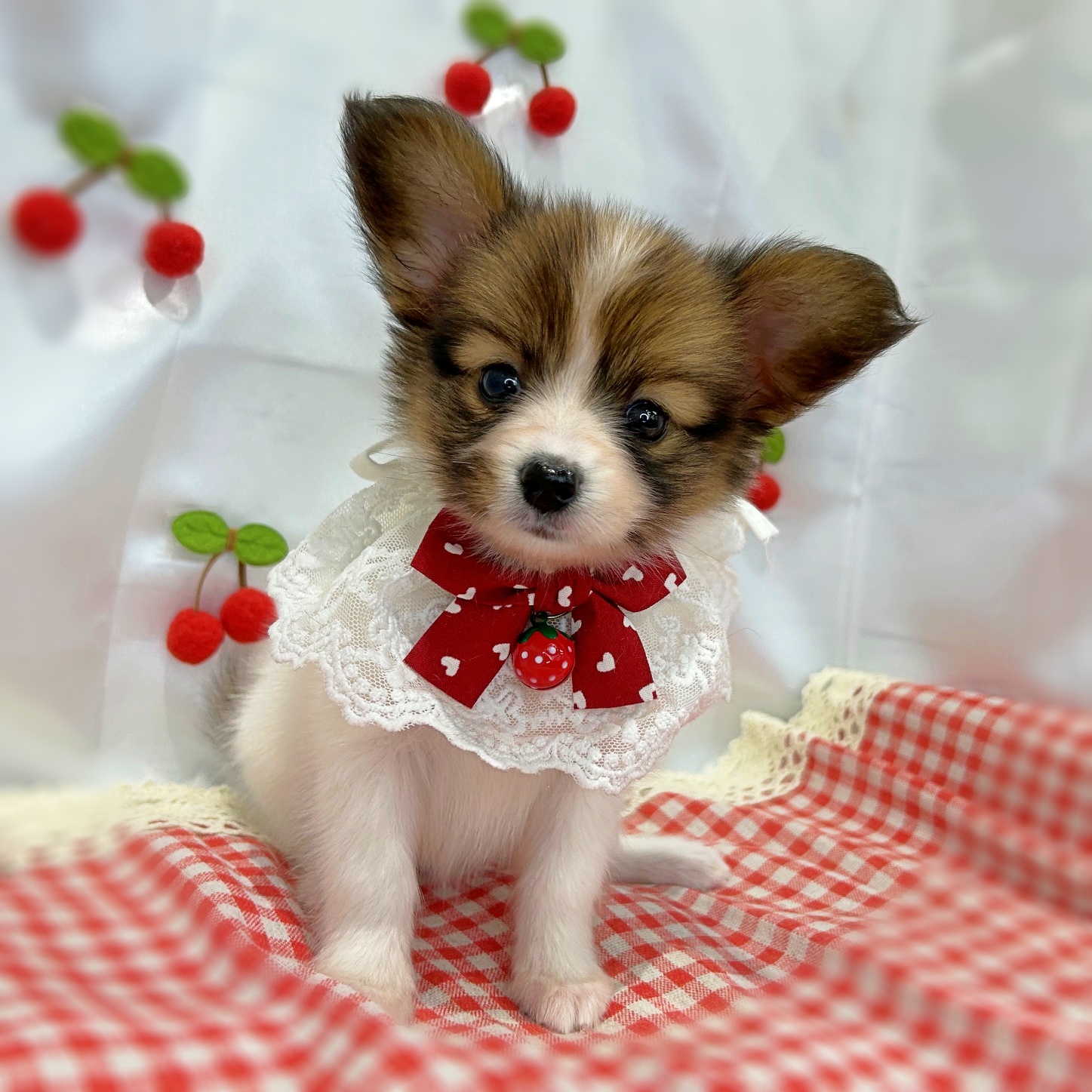 滋賀県のパピヨン (ペッツワン堅田店/2026年4月7日生まれ/女の子/ホワイトレッド)の子犬の1枚目の画像