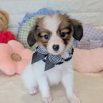 京都府のパピヨン (ペッツワン亀岡店/2026年4月7日生まれ/男の子/ホワイトレッド)の子犬