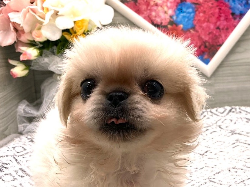 京都府のペキニーズ (ペッツワン木津川店/2026年4月4日生まれ/男の子/クリーム)の子犬