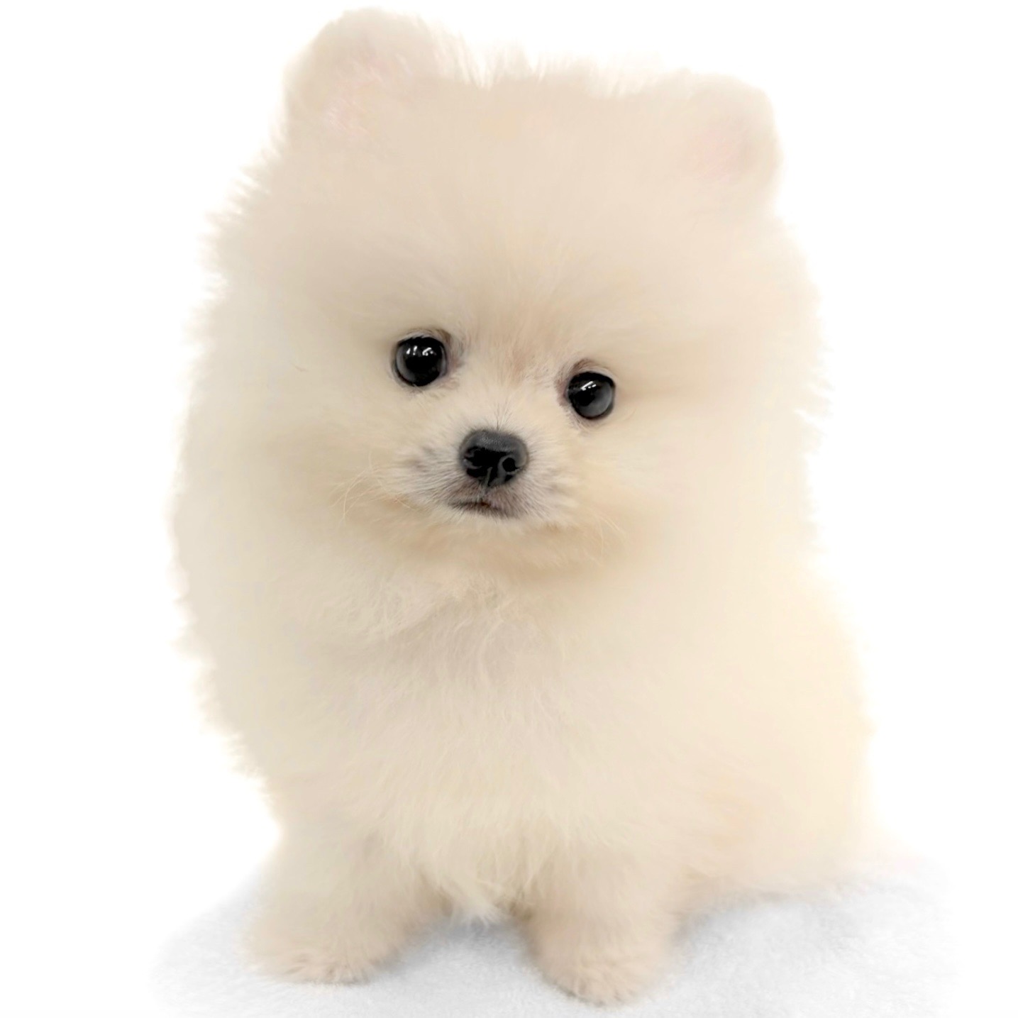 神奈川県のポメラニアン (ペッツワン城山店/2026年3月27日生まれ/女の子/クリーム)の子犬