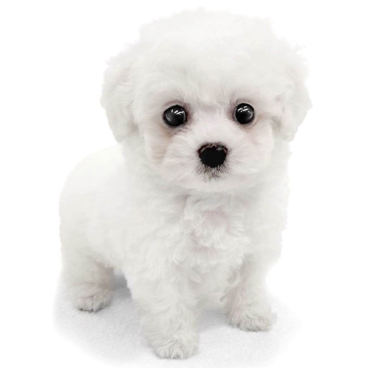 神奈川県のビションフリーゼ (ペッツワン城山店/2026年4月9日生まれ/男の子/ホワイト)の子犬