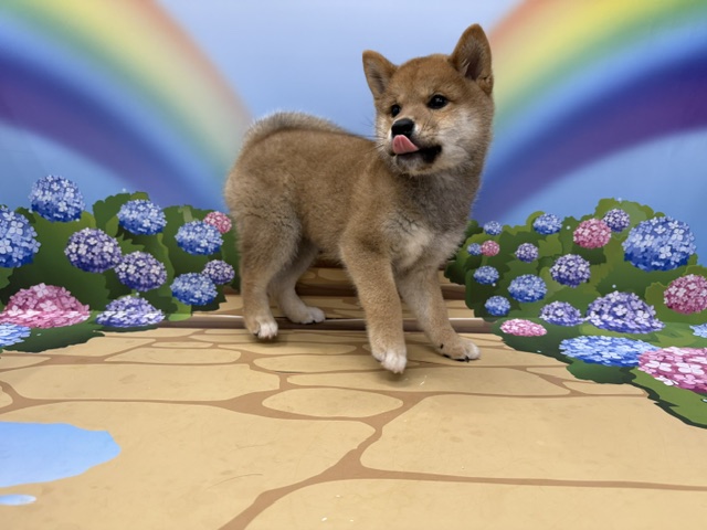 神奈川県の柴犬(標準サイズ) (ペッツワン秦野店/2026年3月22日生まれ/男の子/レッド)の子犬の2枚目の画像