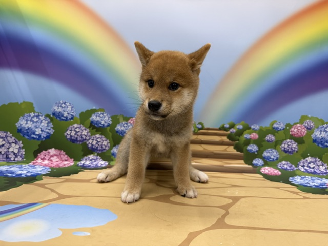 神奈川県の柴犬(標準サイズ) (ペッツワン秦野店/2026年3月22日生まれ/男の子/レッド)の子犬の1枚目の画像
