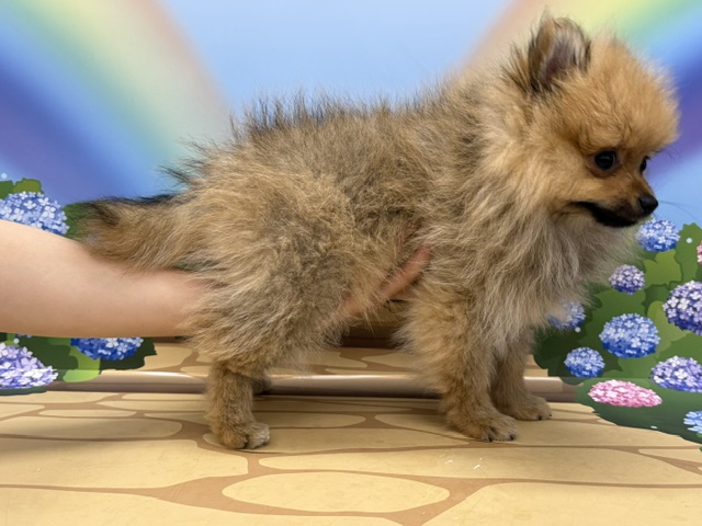 神奈川県のポメラニアン (ペッツワン秦野店/2026年2月20日生まれ/女の子/オレンジ)の子犬の2枚目の画像