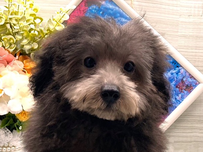 京都府のトイプードル(トイ) (ペッツワン木津川店/2026年2月5日生まれ/男の子/シルバー)の子犬