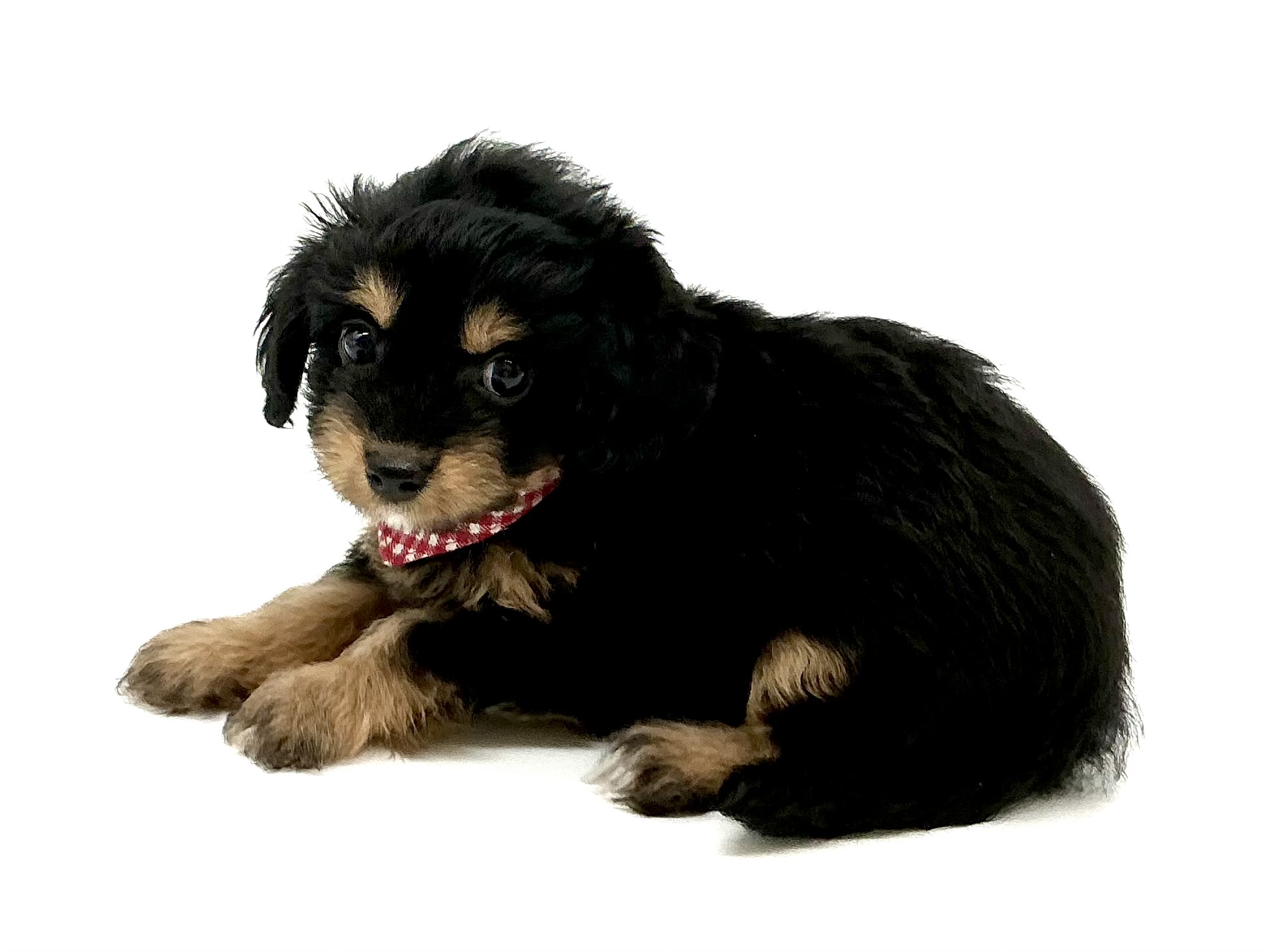 埼玉県のハーフ犬・ミックス犬 (ペッツワン鶴ヶ島店/2026年3月28日生まれ/女の子/ブラックタン)の子犬の2枚目の画像
