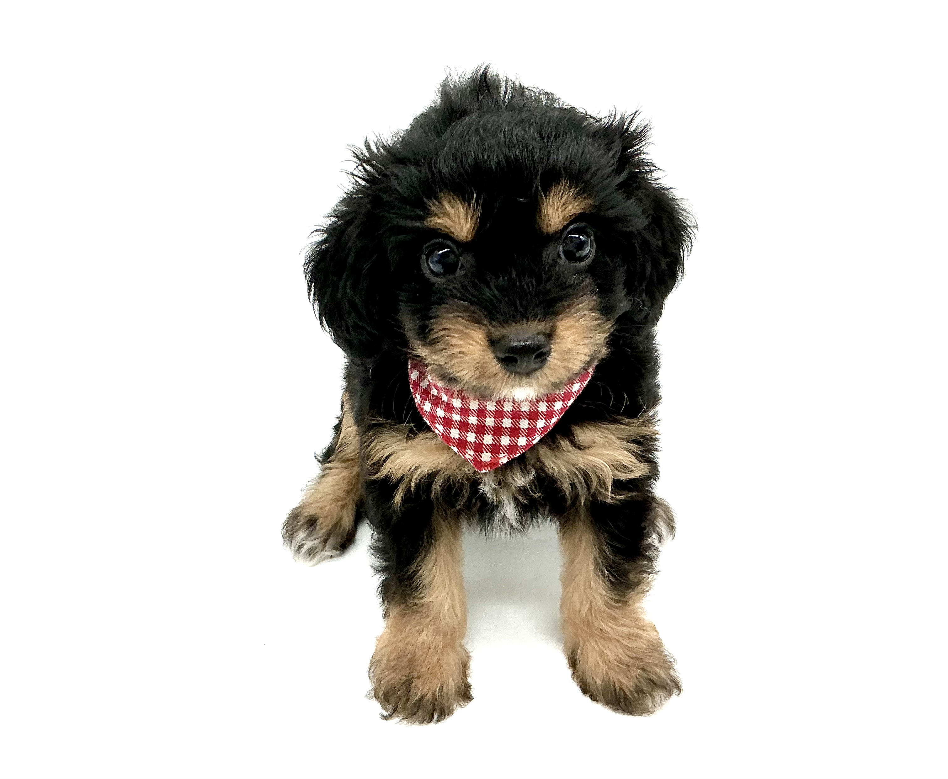 埼玉県のハーフ犬・ミックス犬 (ペッツワン鶴ヶ島店/2026年3月28日生まれ/女の子/ブラックタン)の子犬の1枚目の画像