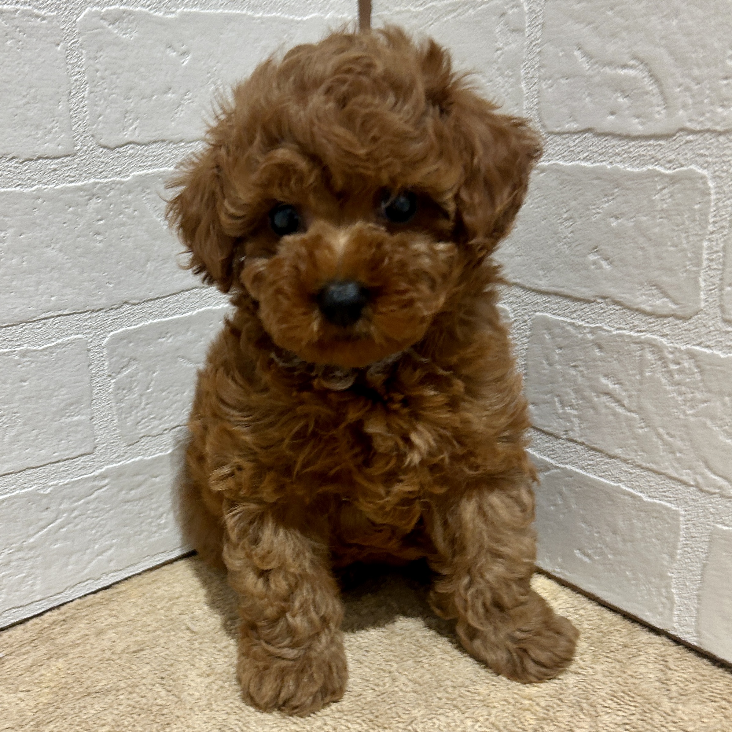 愛知県のトイプードル(トイ) (ペッツワン常滑店/2026年4月12日生まれ/男の子/レッド)の子犬の1枚目の画像