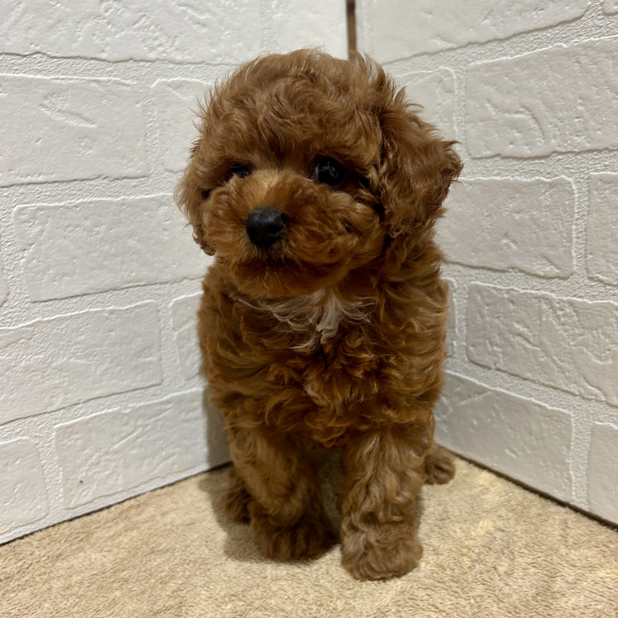 愛知県のトイプードル(トイ) (ペッツワン常滑店/2026年4月12日生まれ/男の子/レッド)の子犬の2枚目の画像
