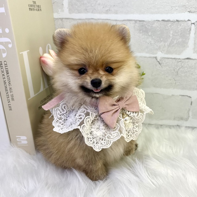 大阪府のポメラニアン (ペッツワン高槻店/2026年4月7日生まれ/女の子/オレンジ)の子犬の3枚目の画像