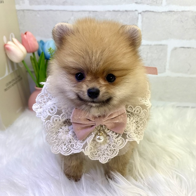 大阪府のポメラニアン (ペッツワン高槻店/2026年4月7日生まれ/女の子/オレンジ)の子犬の1枚目の画像