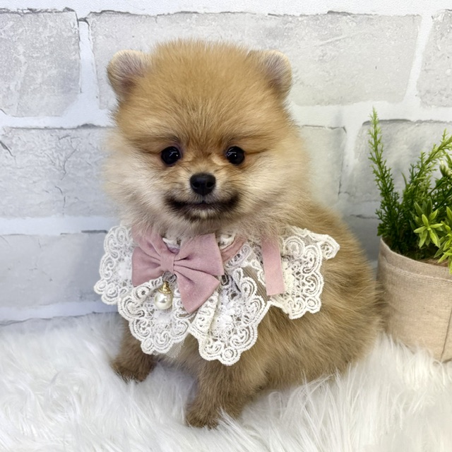 大阪府のポメラニアン (ペッツワン高槻店/2026年4月7日生まれ/女の子/オレンジ)の子犬の2枚目の画像