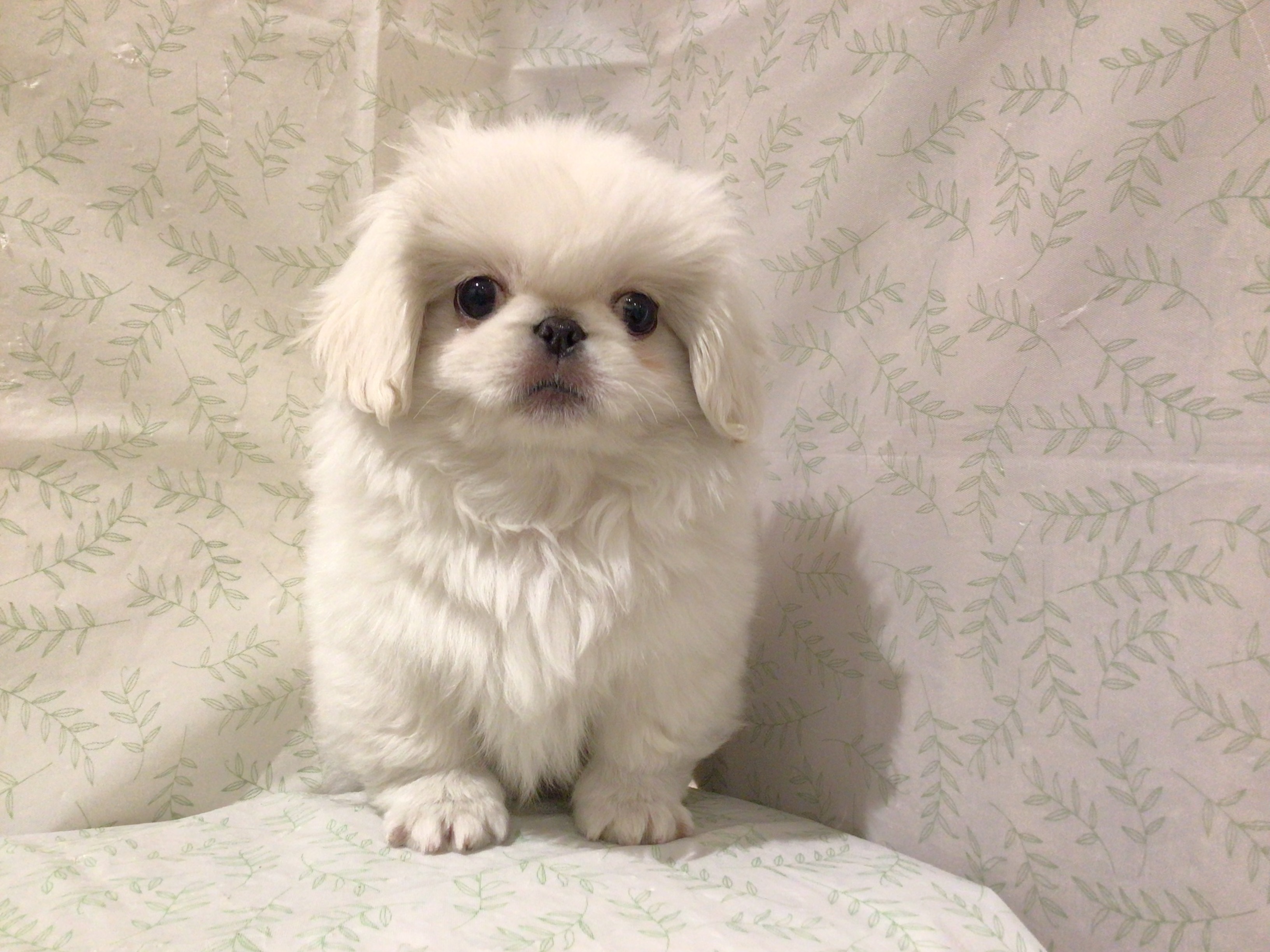 茨城県のペキニーズ (ペッツワン高萩店/2026年3月2日生まれ/男の子/ホワイト)の子犬の2枚目の画像