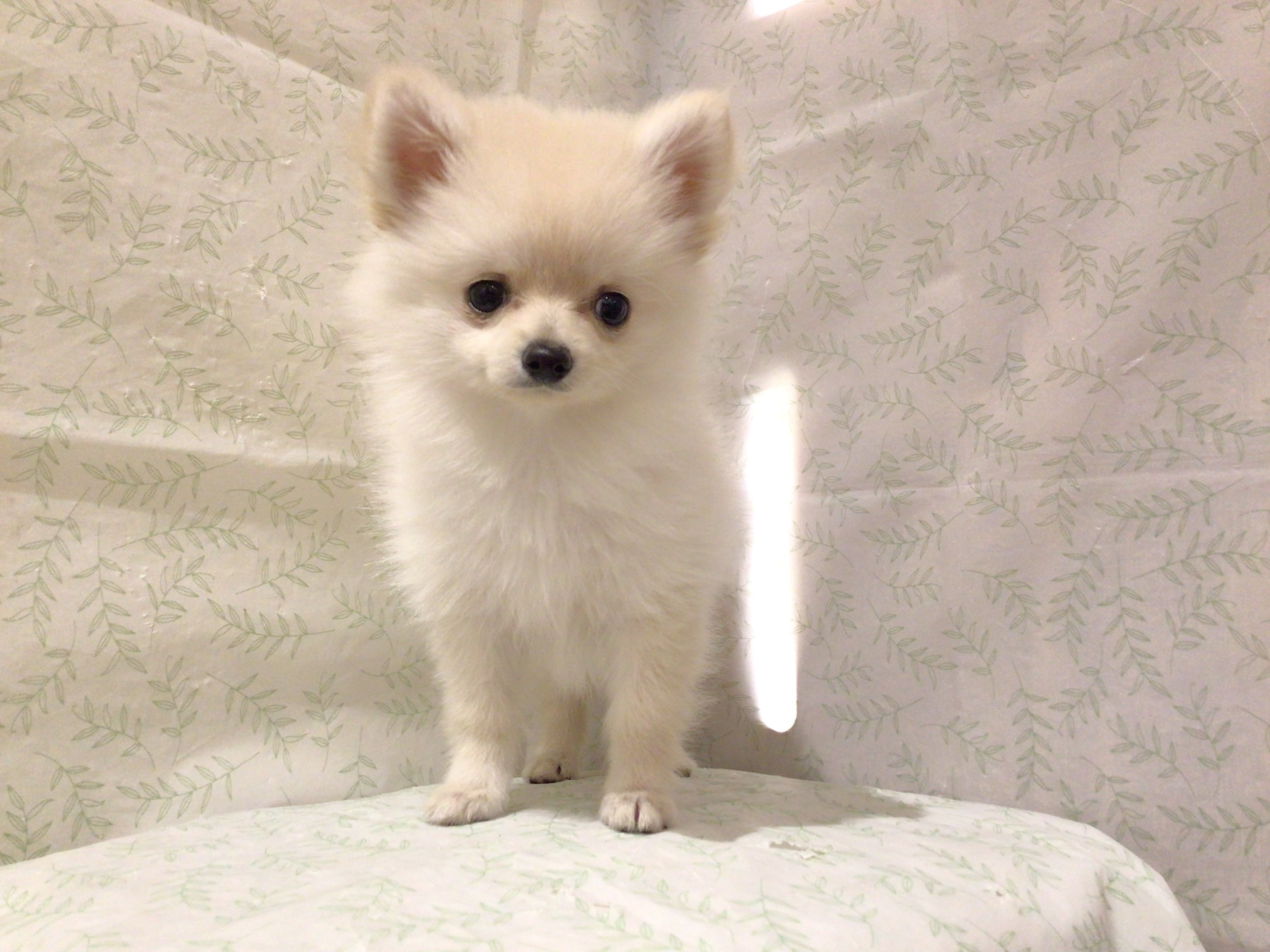 茨城県のハーフ犬・ミックス犬 (ペッツワン高萩店/2026年3月8日生まれ/女の子/クリーム)の子犬の2枚目の画像