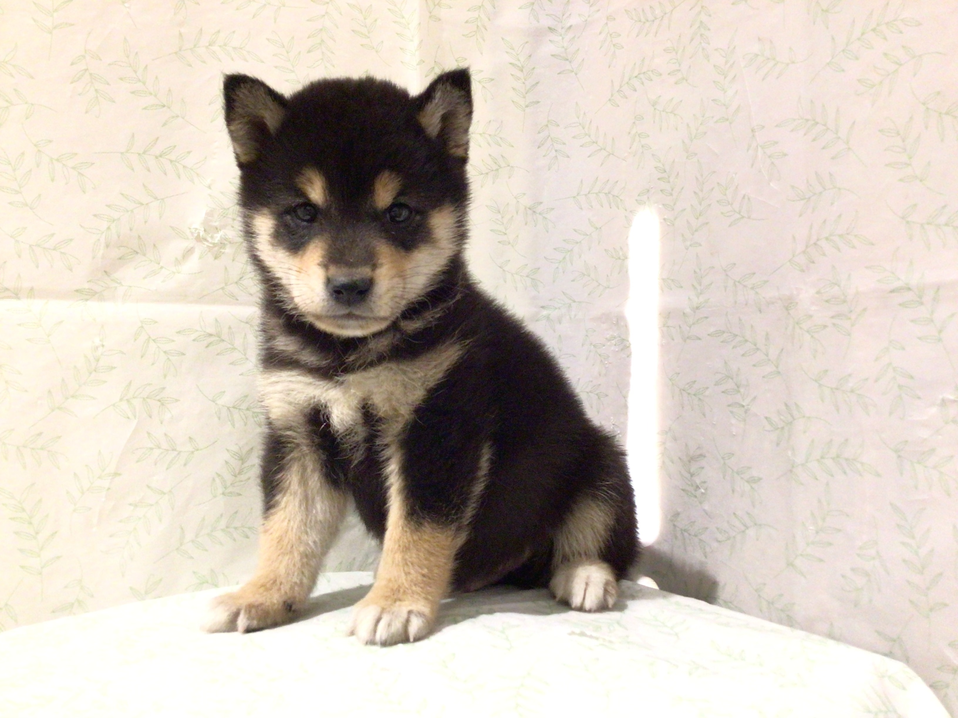 茨城県の柴犬(標準サイズ) (ペッツワン高萩店/2026年4月6日生まれ/男の子/黒)の子犬