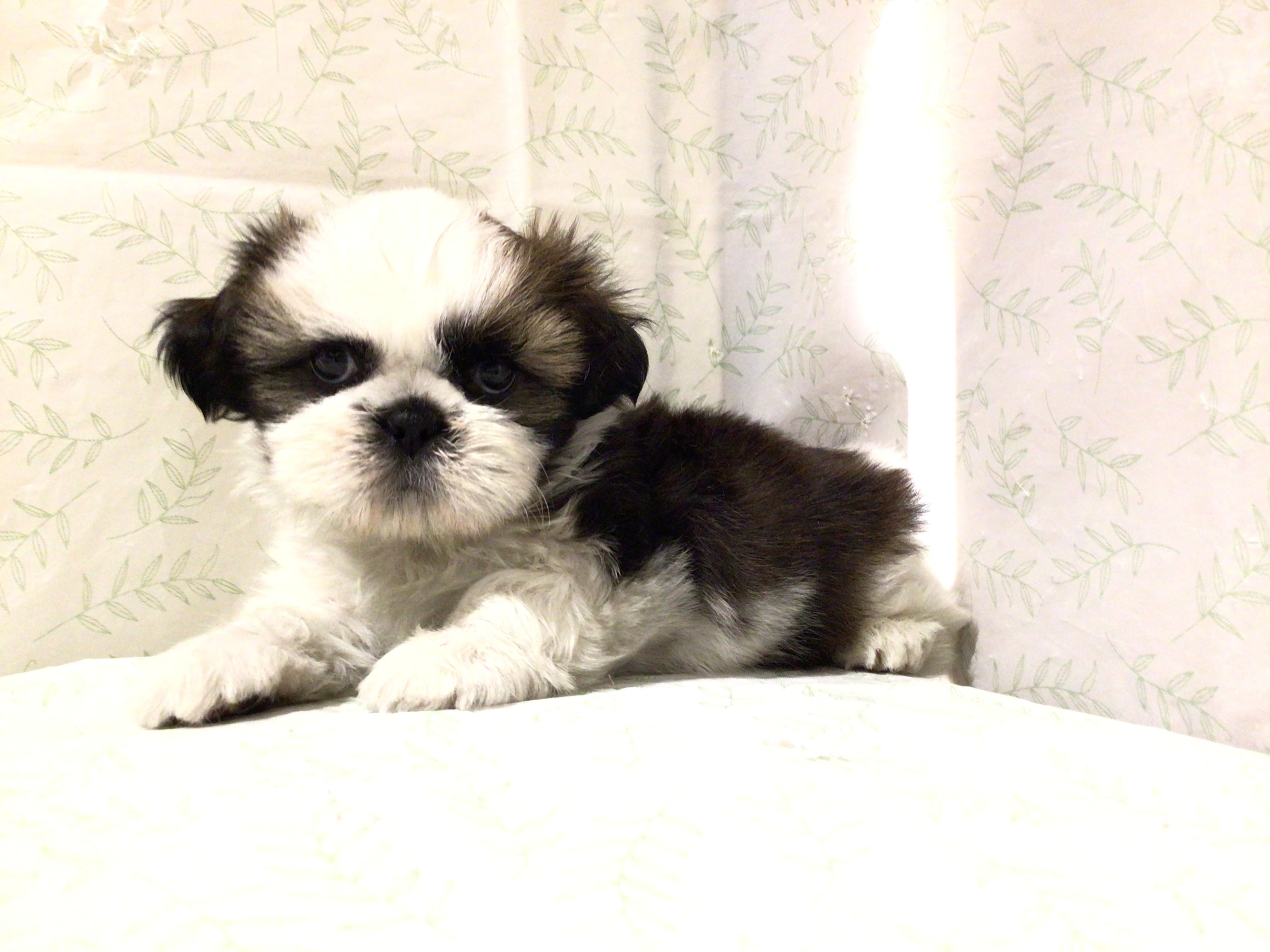 茨城県のシーズー (ペッツワン高萩店/2026年4月6日生まれ/男の子/ホワイトゴールド)の子犬