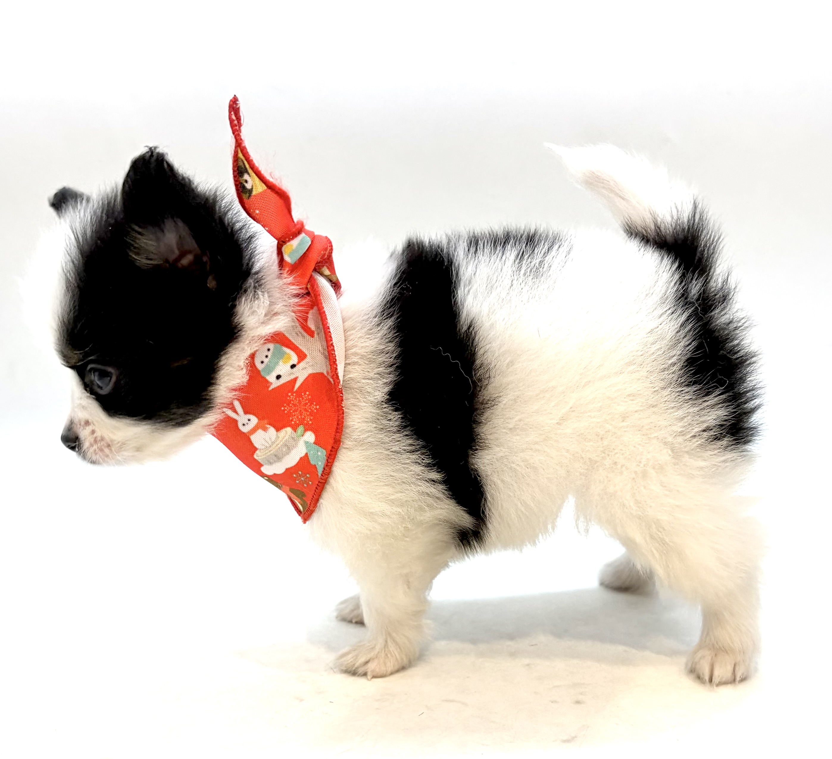 埼玉県のハーフ犬・ミックス犬 (ペッツワン行田店/2026年4月14日生まれ/女の子/トライカラー)の子犬の2枚目の画像