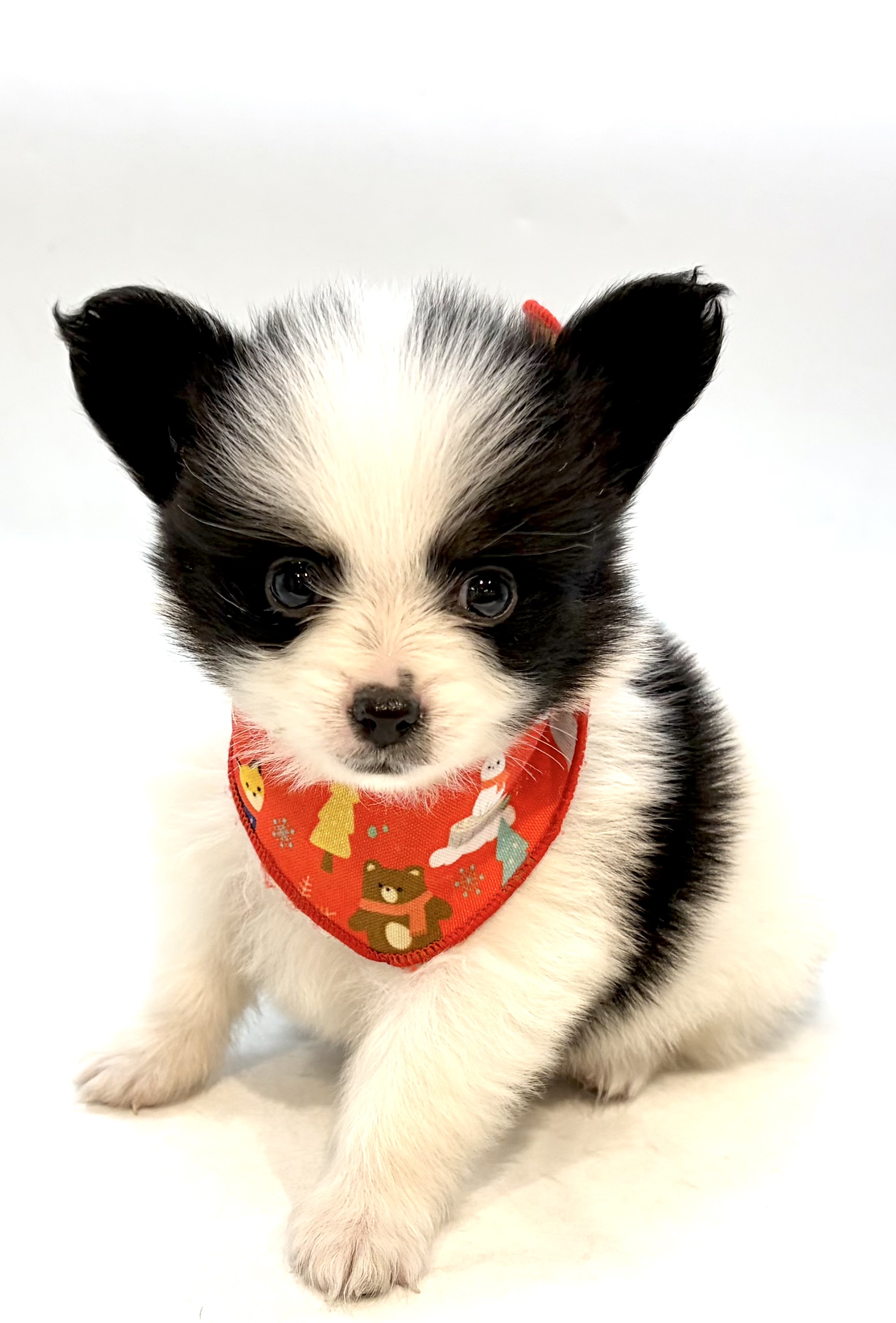 埼玉県のハーフ犬・ミックス犬 (ペッツワン行田店/2026年4月14日生まれ/女の子/トライカラー)の子犬の1枚目の画像