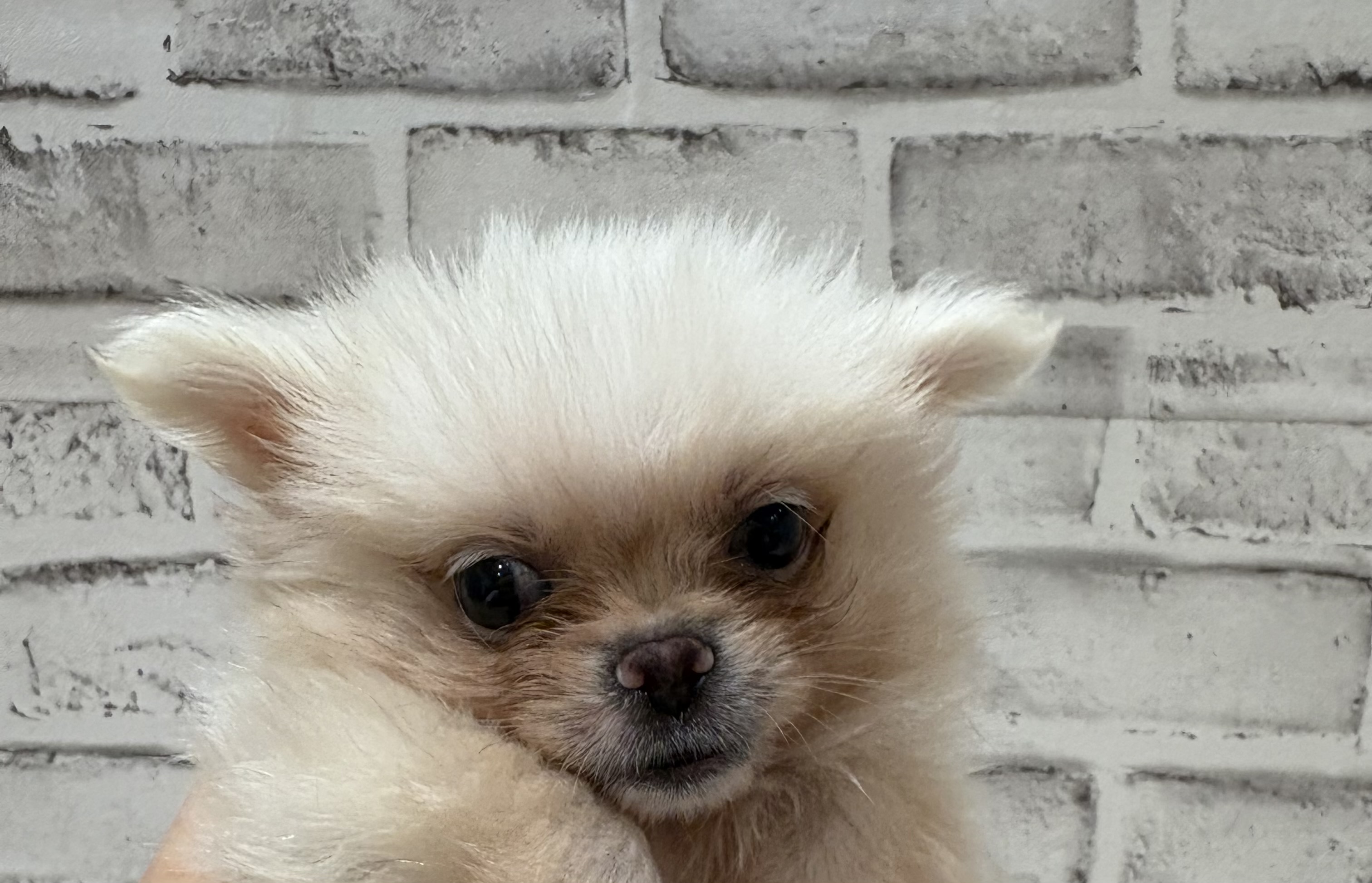 宮城県のハーフ犬・ミックス犬 (ペッツワン古川店/2026年3月30日生まれ/男の子/ホワイト)の子犬