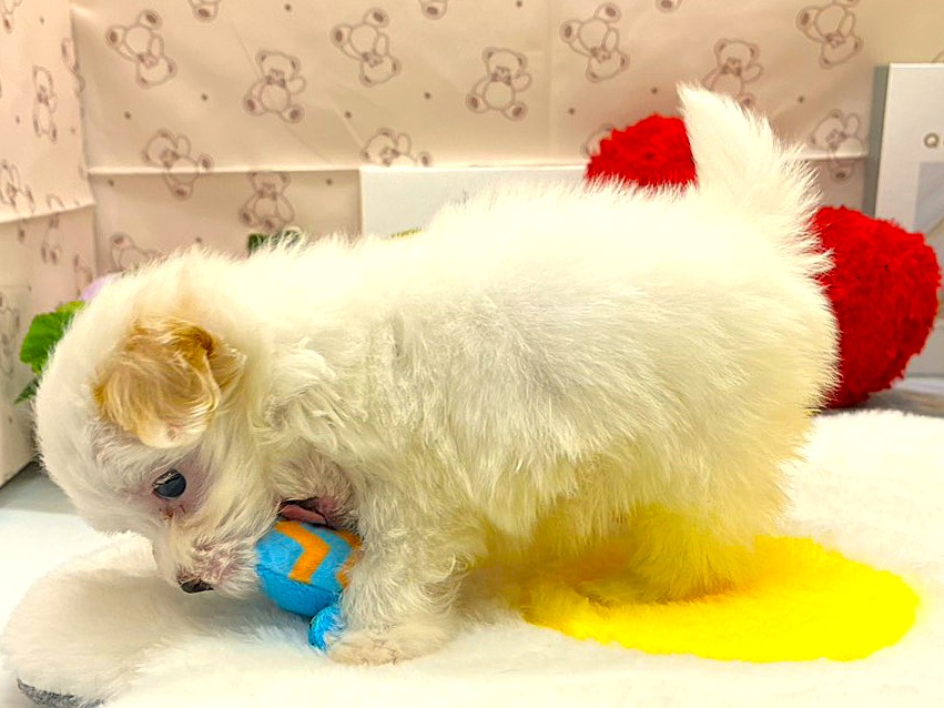 静岡県のハーフ犬・ミックス犬 (ペッツワン掛川店/2026年4月11日生まれ/男の子/クリーム)の子犬の3枚目の画像
