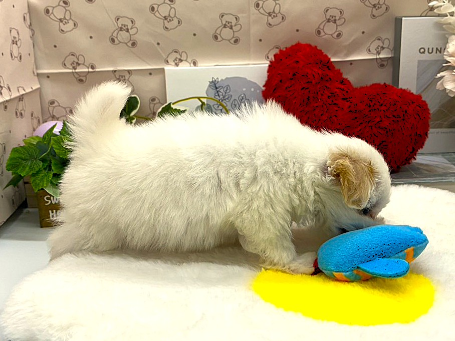 静岡県のハーフ犬・ミックス犬 (ペッツワン掛川店/2026年4月11日生まれ/男の子/クリーム)の子犬の2枚目の画像