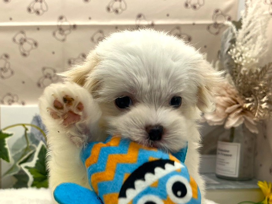 静岡県のハーフ犬・ミックス犬 (ペッツワン掛川店/2026年4月11日生まれ/男の子/クリーム)の子犬の1枚目の画像