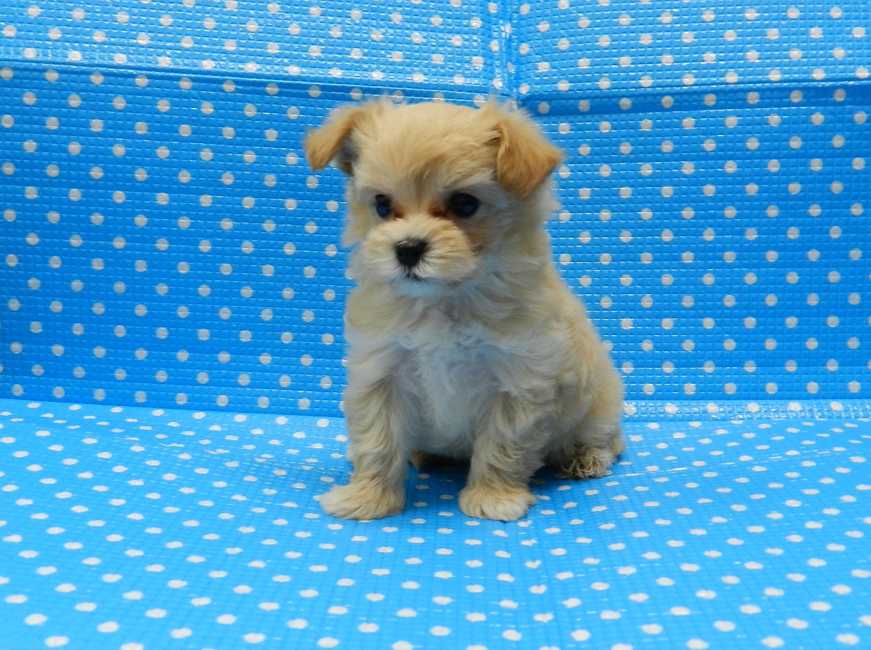 静岡県のハーフ犬・ミックス犬 (ペッツワン御殿場店/2026年4月11日生まれ/男の子/クリーム)の子犬