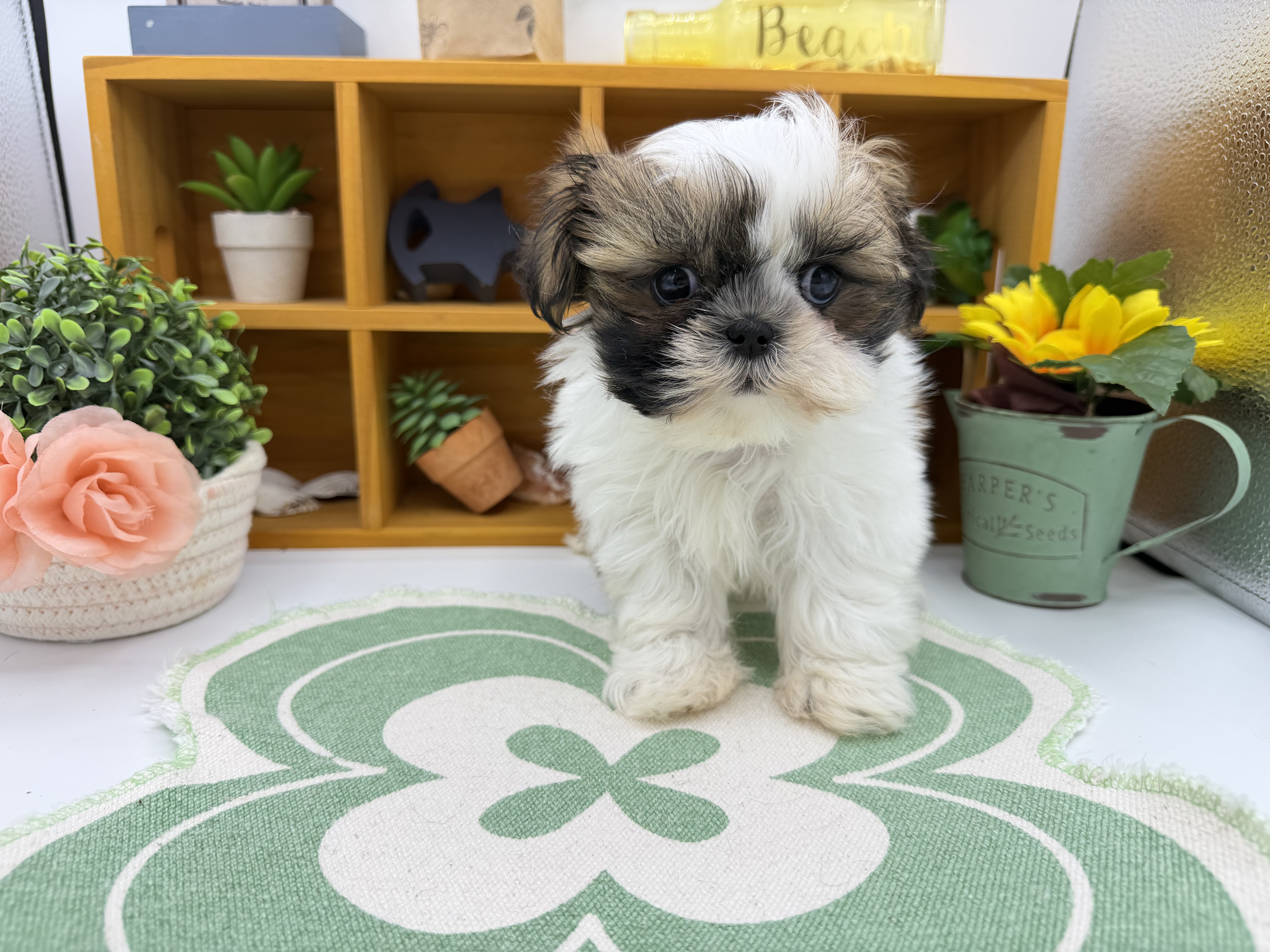 静岡県のシーズー (ペッツワン清水店/2026年4月5日生まれ/女の子/ホワイトゴールド)の子犬の1枚目の画像