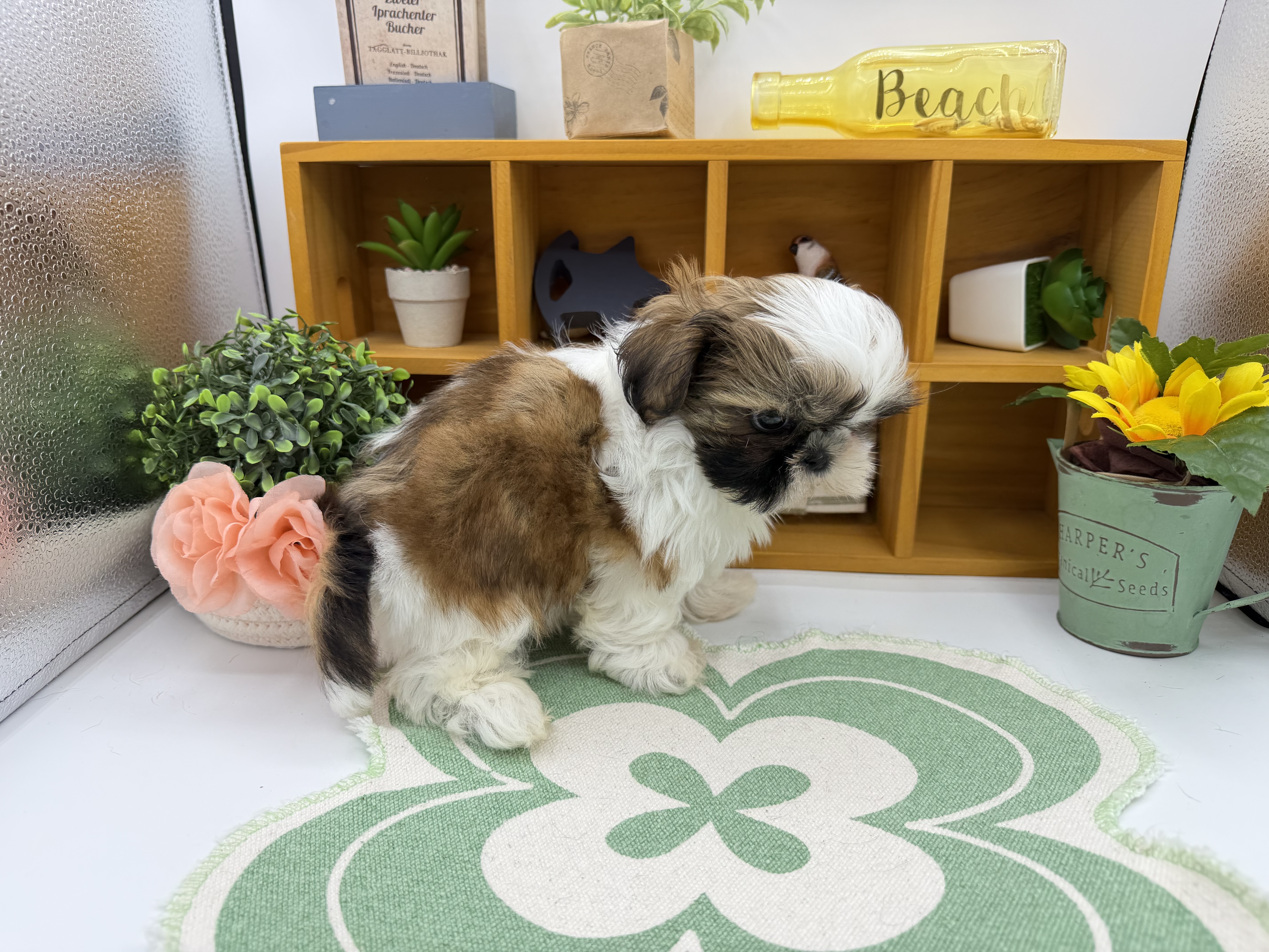 静岡県のシーズー (ペッツワン清水店/2026年4月5日生まれ/女の子/ホワイトゴールド)の子犬の2枚目の画像