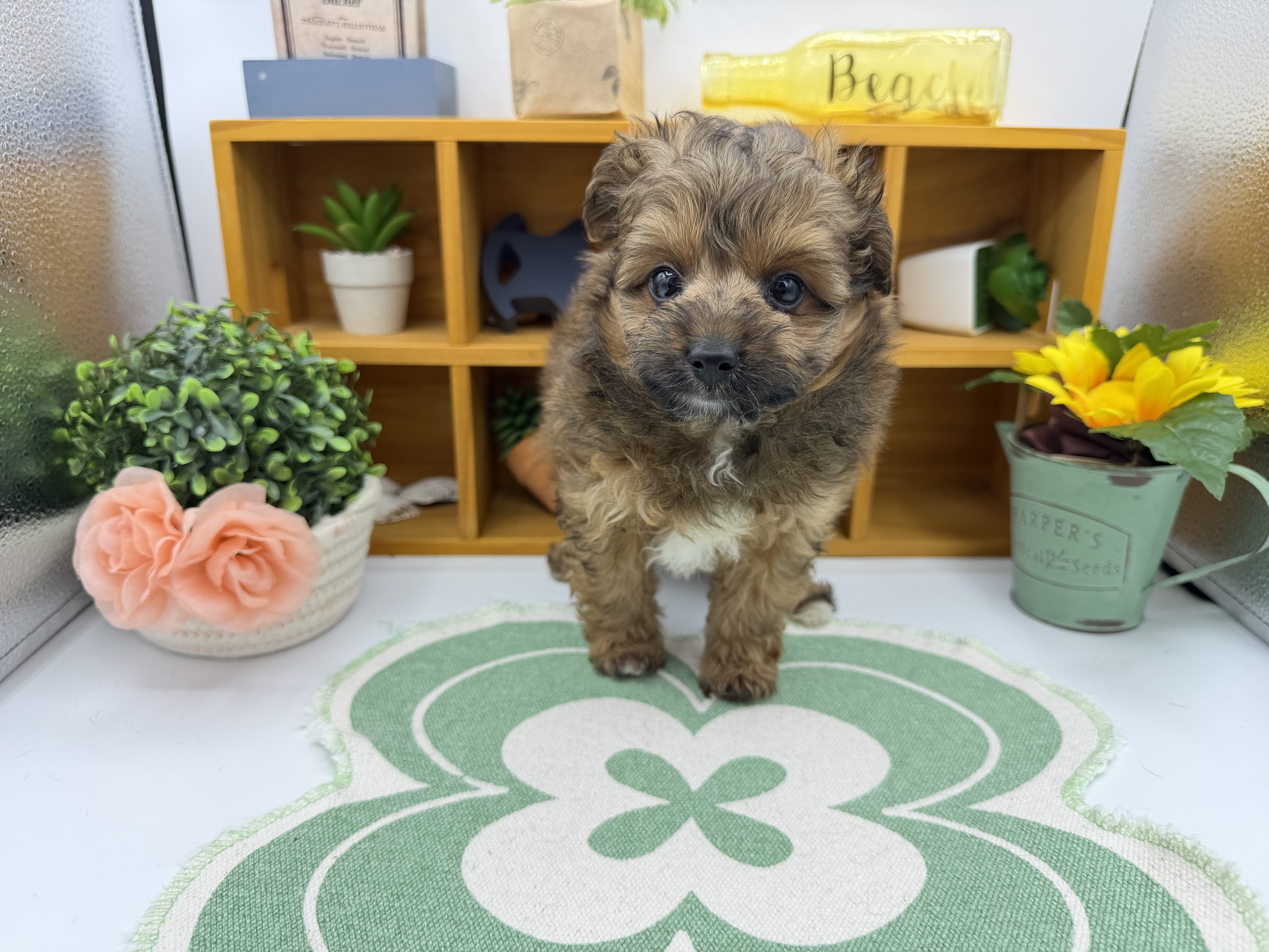 静岡県のハーフ犬・ミックス犬 (ペッツワン清水店/2026年4月3日生まれ/男の子/アプリコット)の子犬の1枚目の画像