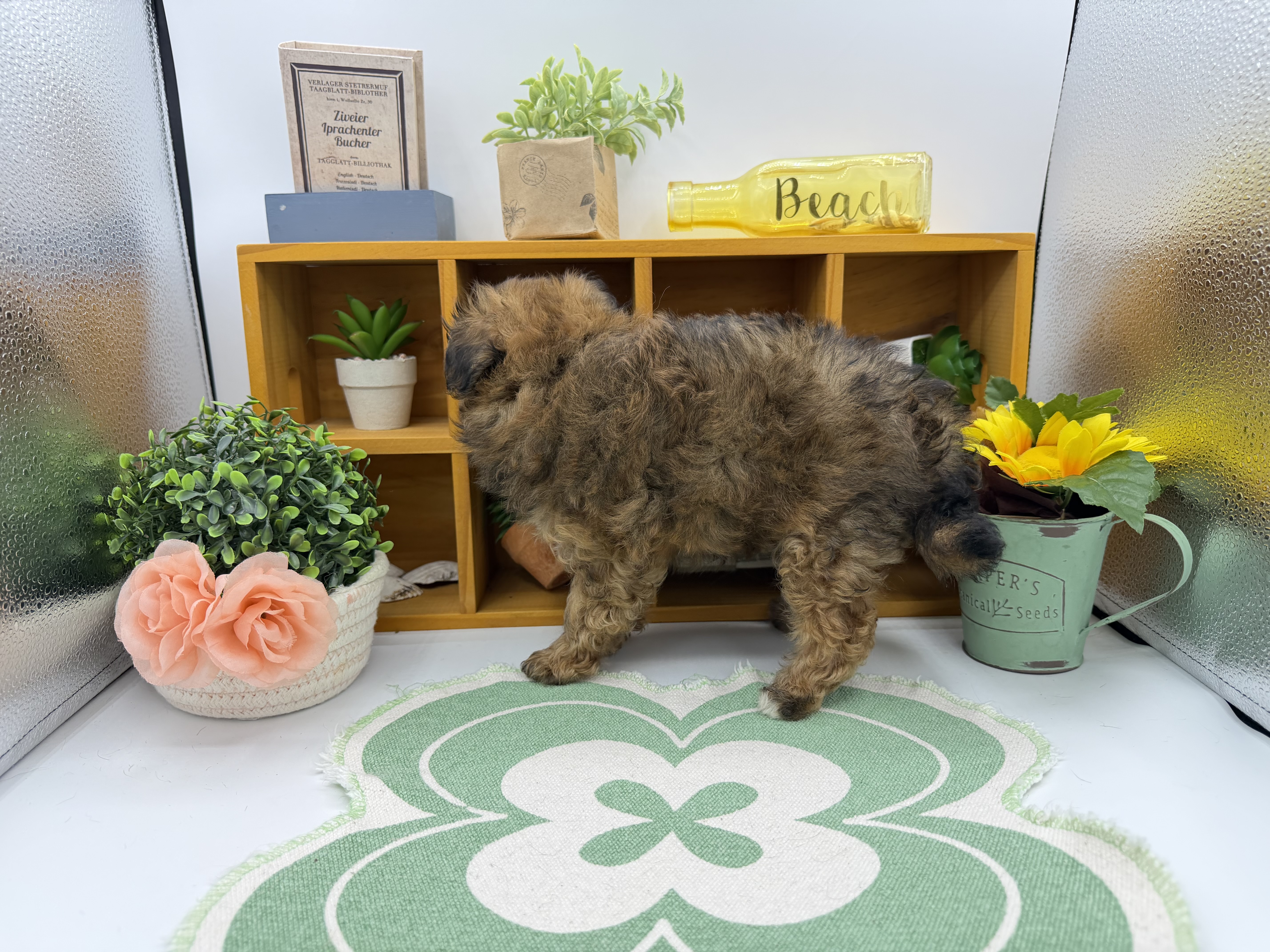静岡県のハーフ犬・ミックス犬 (ペッツワン清水店/2026年4月3日生まれ/男の子/アプリコット)の子犬の3枚目の画像