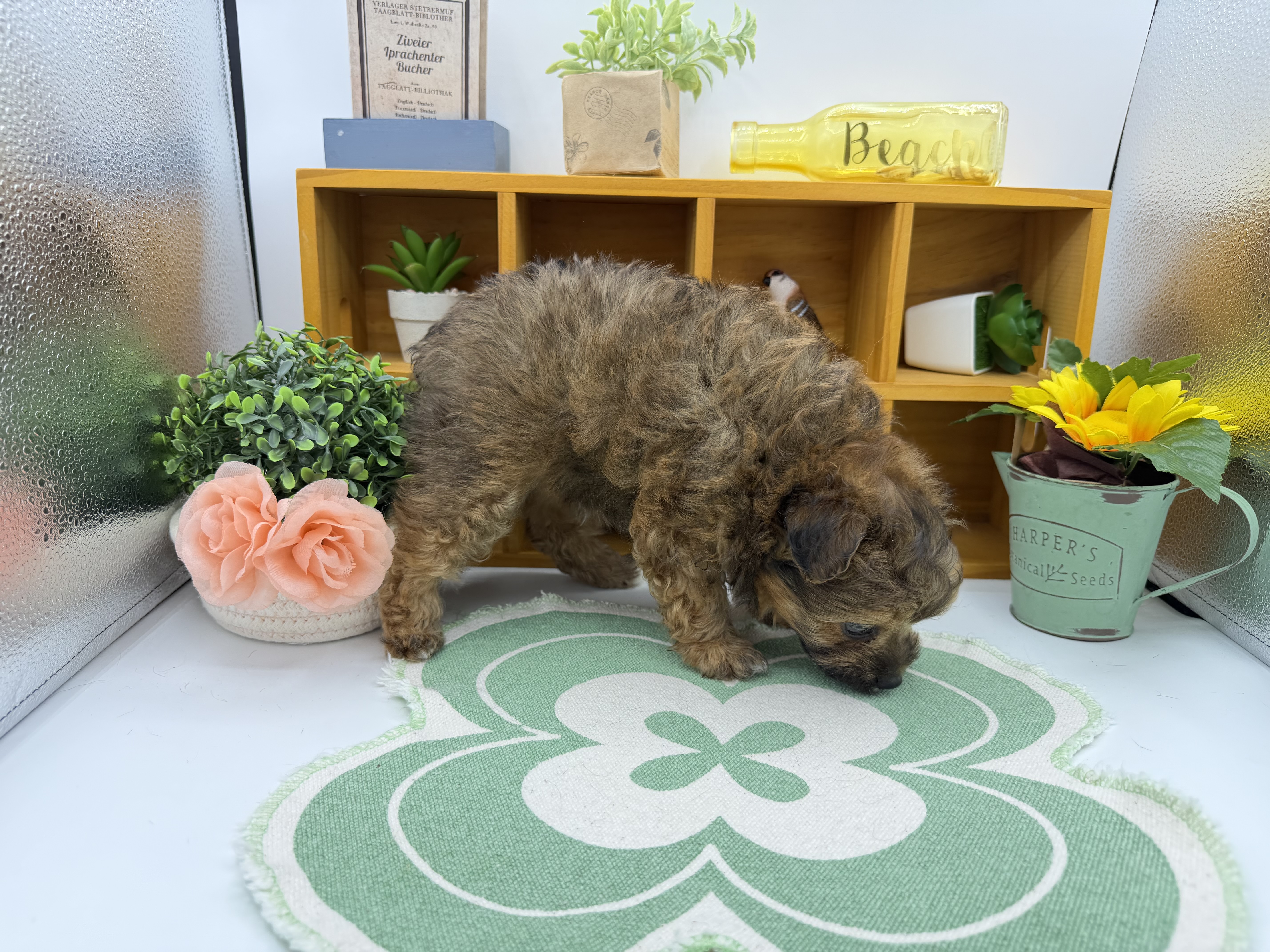 静岡県のハーフ犬・ミックス犬 (ペッツワン清水店/2026年4月3日生まれ/男の子/アプリコット)の子犬の2枚目の画像